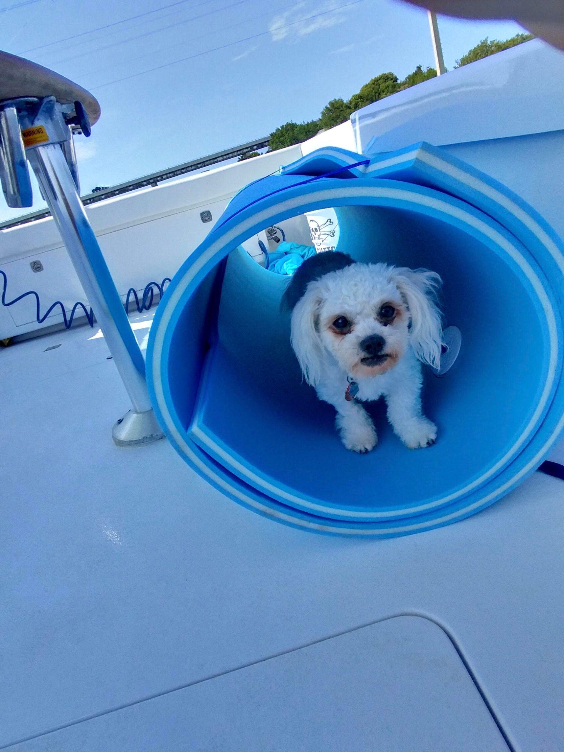 Bringing Your Dog on Vacation to the Florida Keys? Here’s What You Need to Know